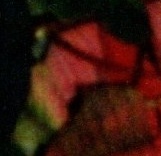 img20251227_17562403_photo3_face_0